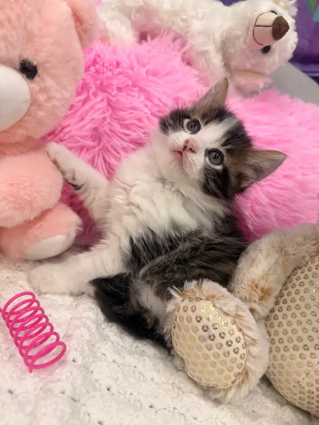 ❤️ Bengal /Siberian kittens ❤️(437) 292-1163 - Photo 2