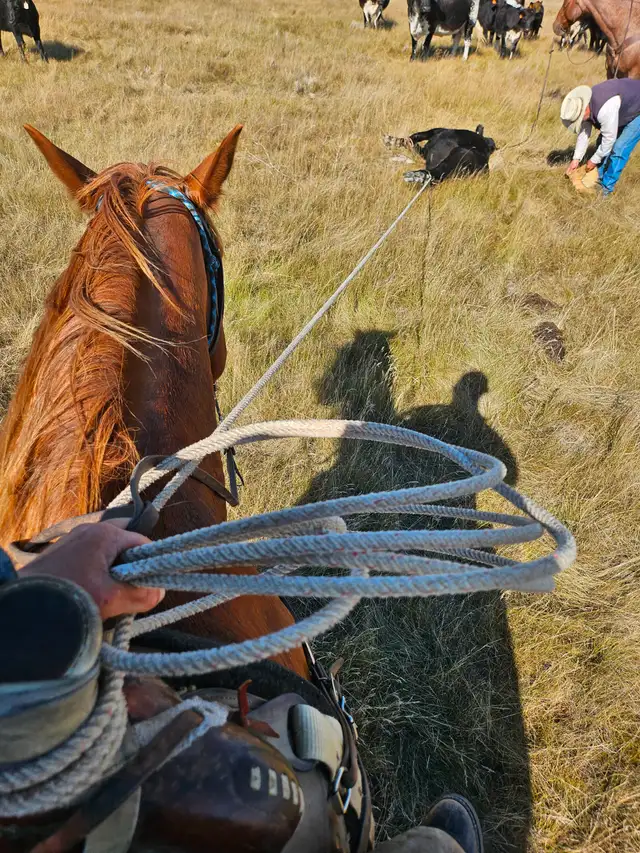 Draft crosses gelding for sale