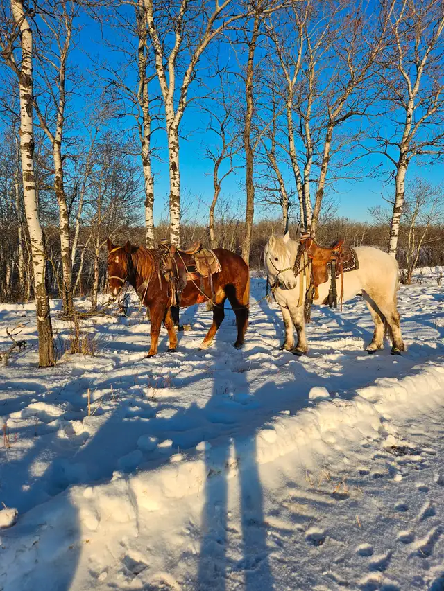 Draft crosses gelding for sale - Photo 2