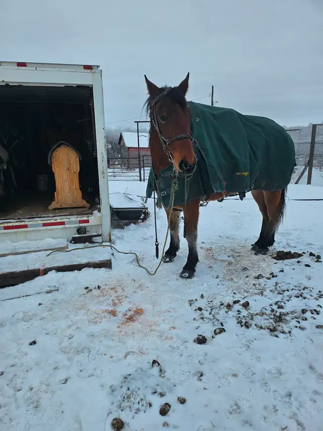 Draft crosses gelding for sale - Photo 3