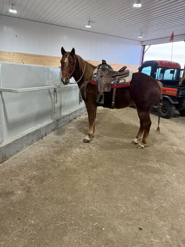 Draft crosses gelding for sale - Photo 4