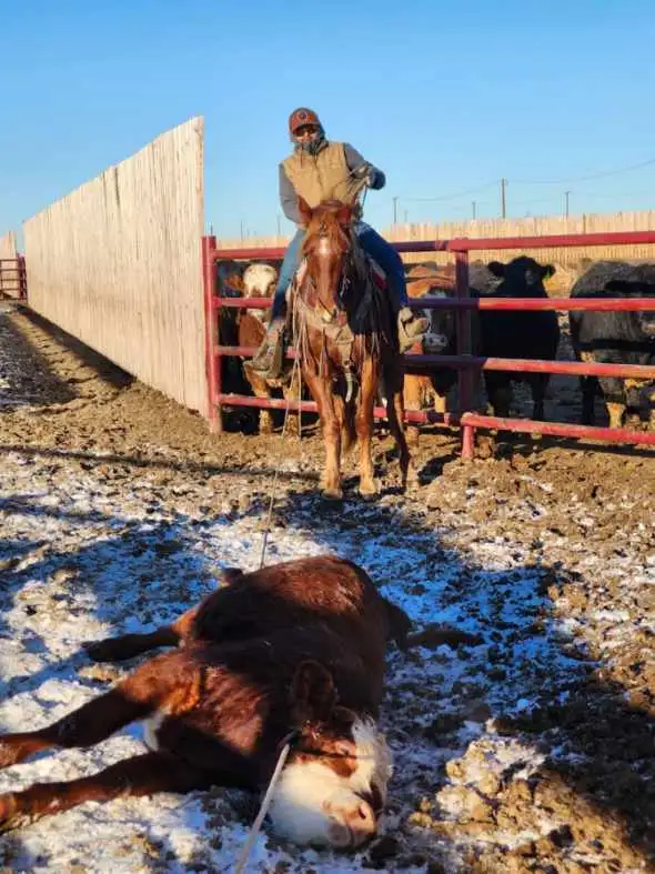 Draft crosses gelding for sale - Photo 5