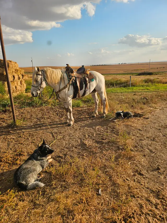 Draft crosses gelding for sale - Photo 6