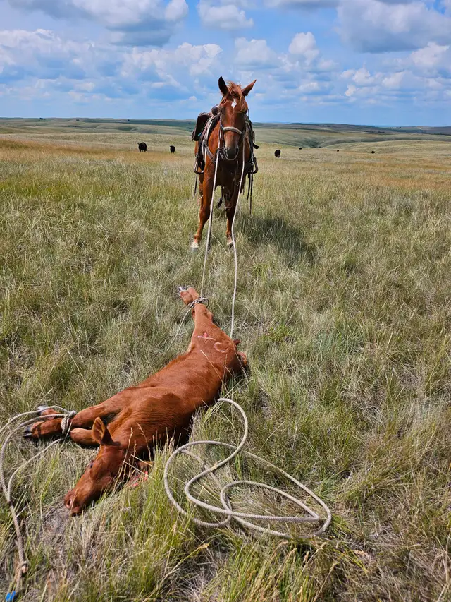 Draft crosses gelding for sale - Photo 7