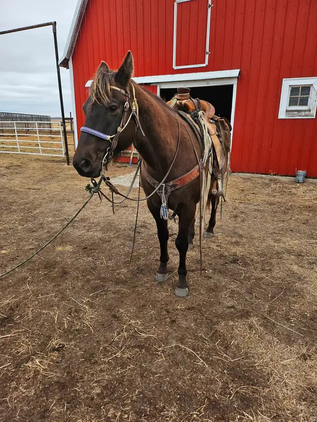 Draft crosses gelding for sale - Photo 8
