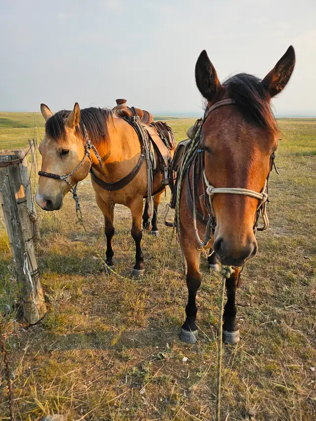 Draft crosses gelding for sale - Photo 9