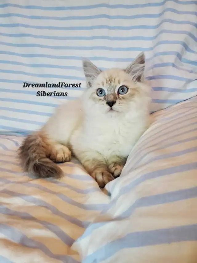 Hypoallergenic TICA registered Siberian Kitten !