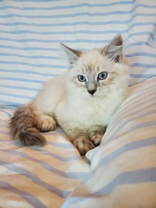 Hypoallergenic TICA registered Siberian Kitten ! - Photo 4