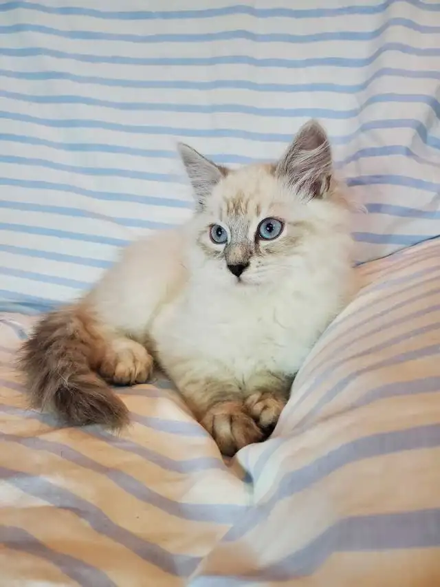 Hypoallergenic TICA registered Siberian Kitten ! - Photo 6