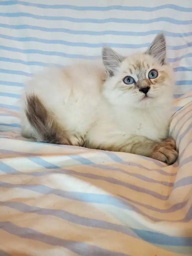 Hypoallergenic TICA registered Siberian Kitten ! - Photo 9