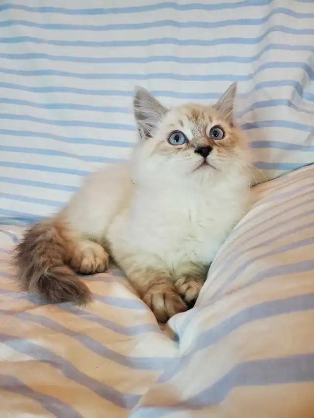 Hypoallergenic TICA registered Siberian Kitten ! - Photo 10