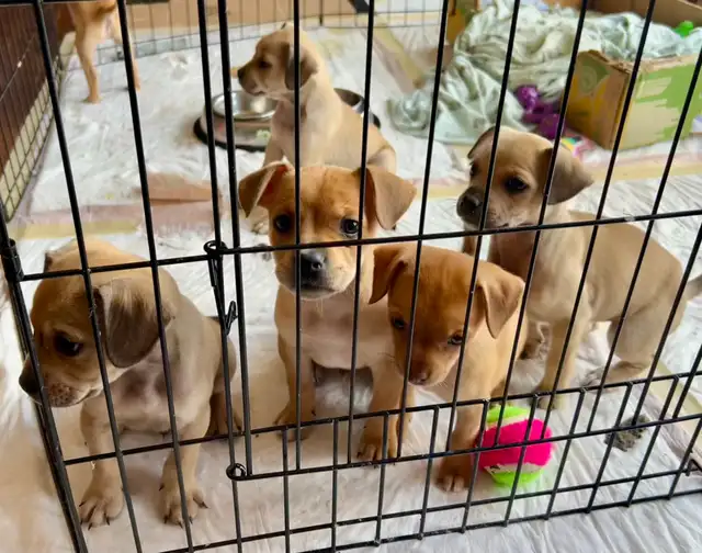 French bulldog/Chihuahua mix Puppies!