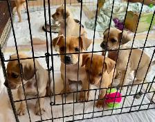 French bulldog/Chihuahua mix Puppies!