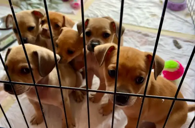 French bulldog/Chihuahua mix Puppies! - Photo 2