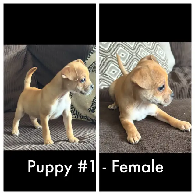 French bulldog/Chihuahua mix Puppies! - Photo 3
