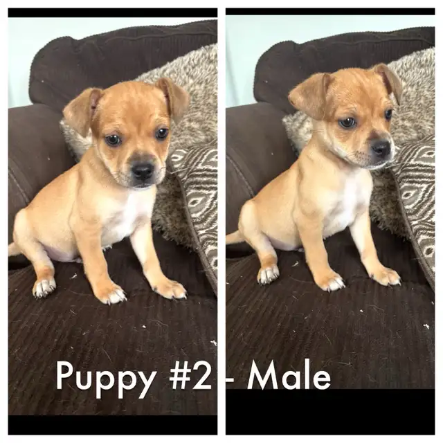 French bulldog/Chihuahua mix Puppies! - Photo 4