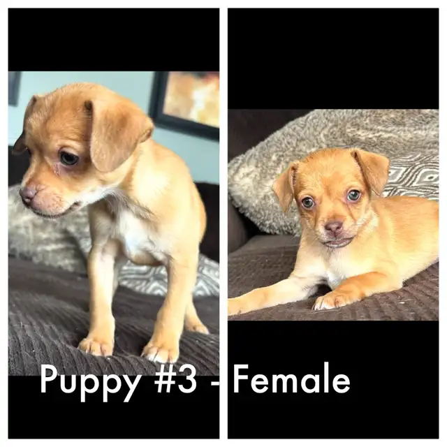 French bulldog/Chihuahua mix Puppies! - Photo 5