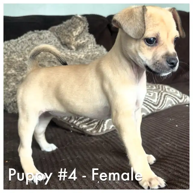 French bulldog/Chihuahua mix Puppies! - Photo 6