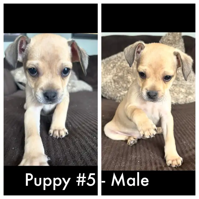 French bulldog/Chihuahua mix Puppies! - Photo 7