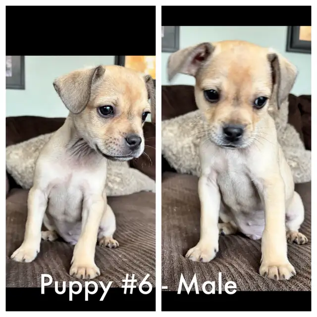 French bulldog/Chihuahua mix Puppies! - Photo 8