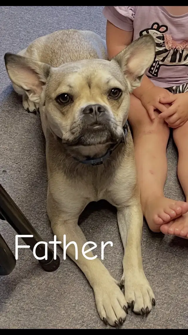 French bulldog/Chihuahua mix Puppies! - Photo 9