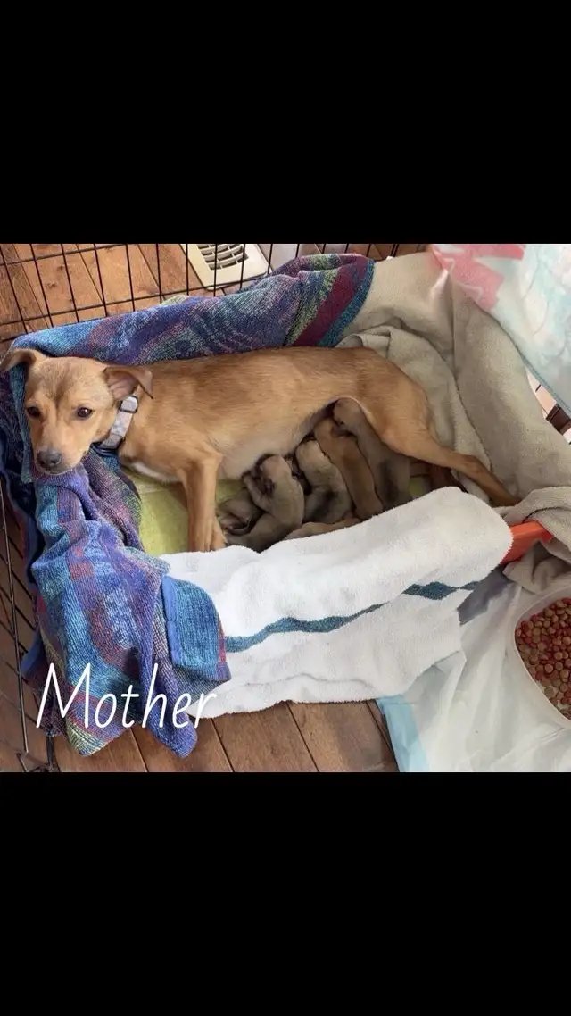 French bulldog/Chihuahua mix Puppies! - Photo 10