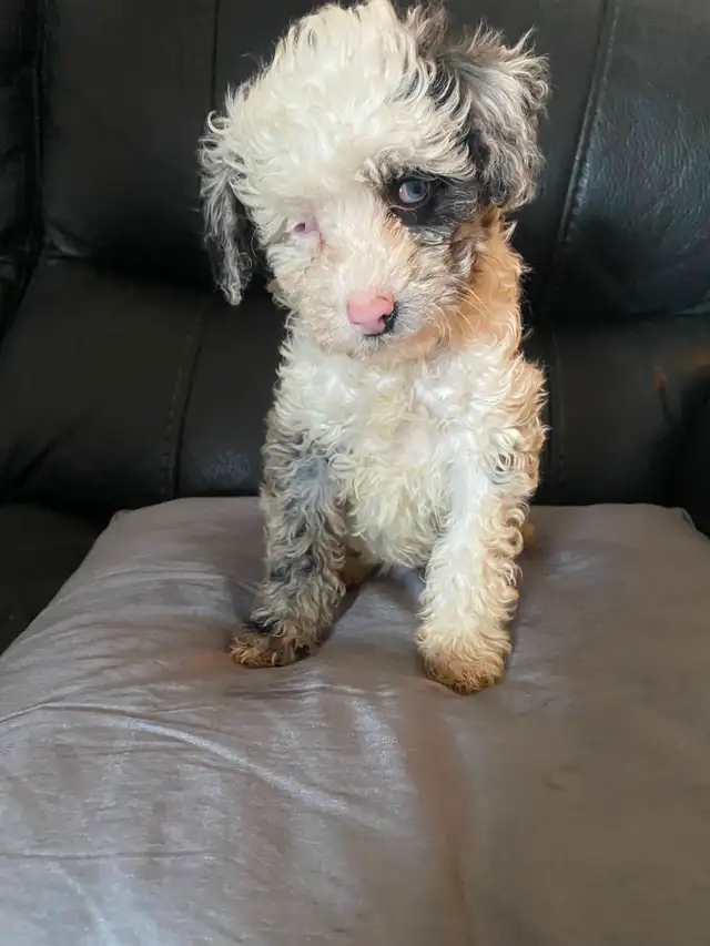 Miniature poodles - Photo 2