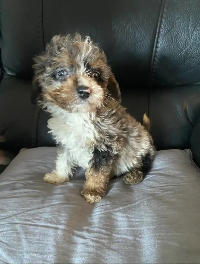 Miniature poodles - Photo 3