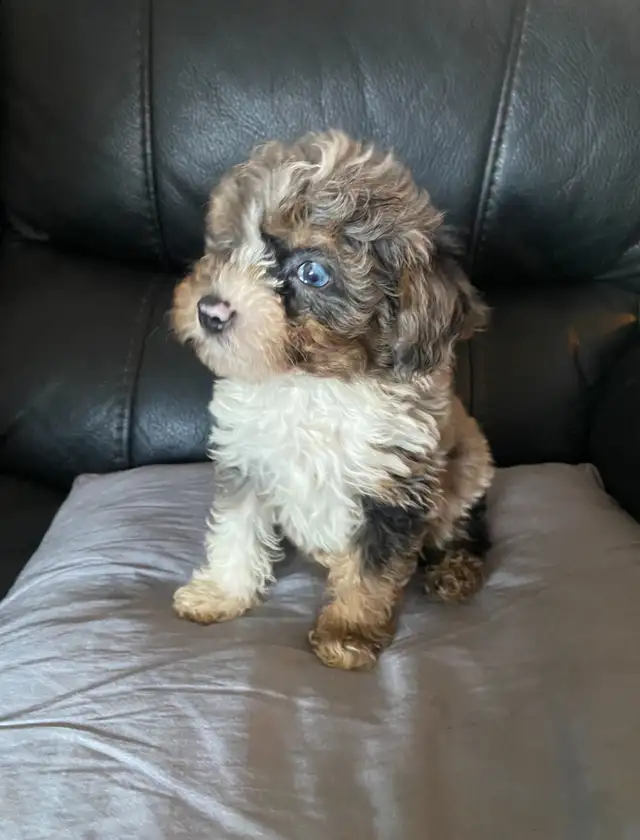 Miniature poodles - Photo 4