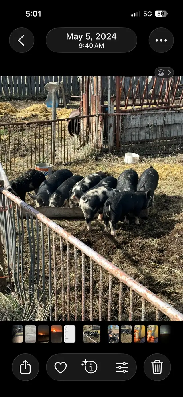 Wanted: Weanling hogs