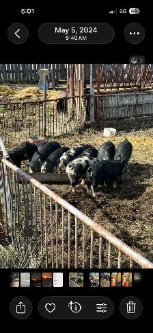Wanted: Weanling hogs