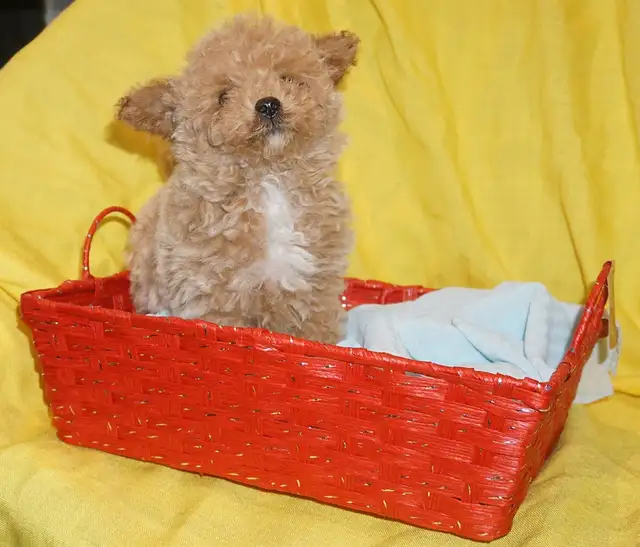 TINY TOY TEDDY BEAR POODLE PUPPY - MALE - $1999.00