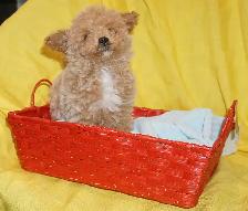 TINY TOY TEDDY BEAR POODLE PUPPY - MALE - $1999.00