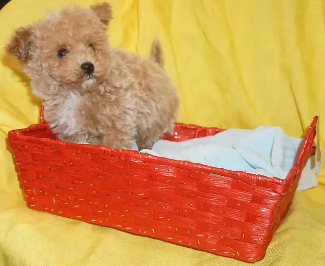 TINY TOY TEDDY BEAR POODLE PUPPY - MALE - $1999.00 - Photo 2