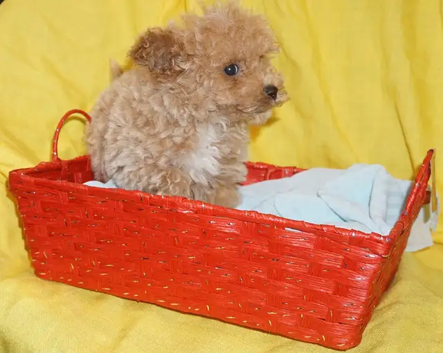 TINY TOY TEDDY BEAR POODLE PUPPY - MALE - $1999.00 - Photo 3
