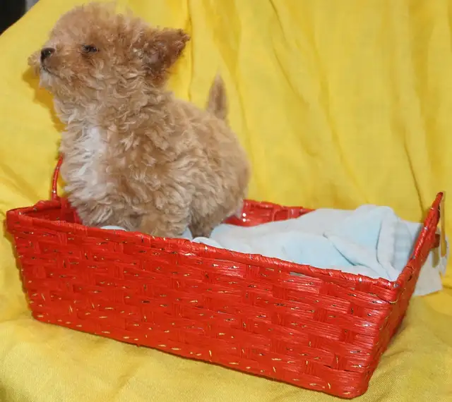 TINY TOY TEDDY BEAR POODLE PUPPY - MALE - $1999.00 - Photo 4