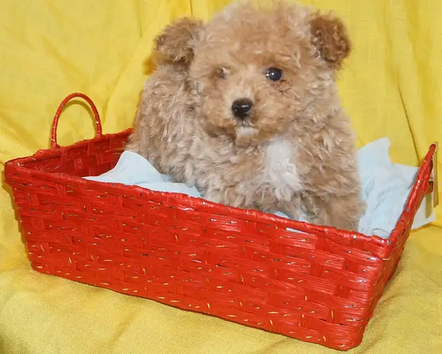 TINY TOY TEDDY BEAR POODLE PUPPY - MALE - $1999.00 - Photo 5