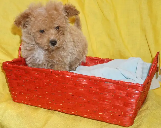 TINY TOY TEDDY BEAR POODLE PUPPY - MALE - $1999.00 - Photo 6