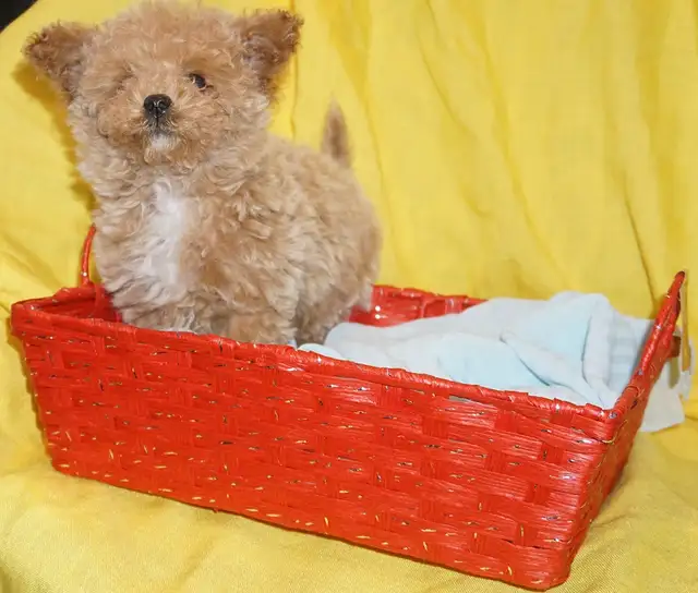 TINY TOY TEDDY BEAR POODLE PUPPY - MALE - $1999.00 - Photo 7