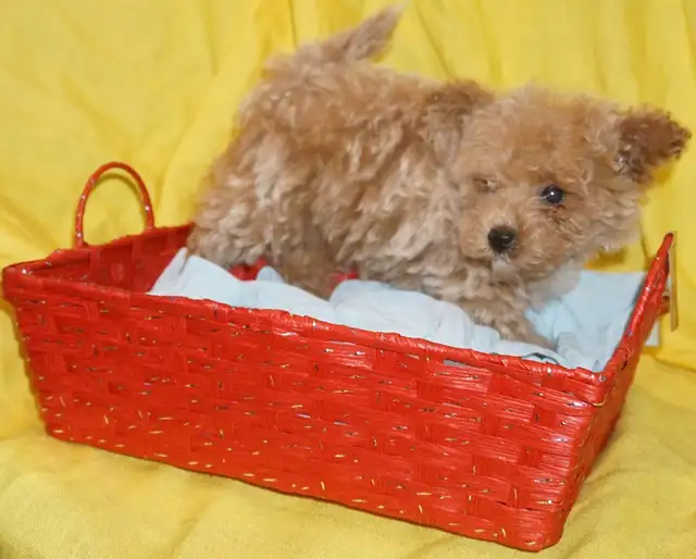 TINY TOY TEDDY BEAR POODLE PUPPY - MALE - $1999.00 - Photo 8