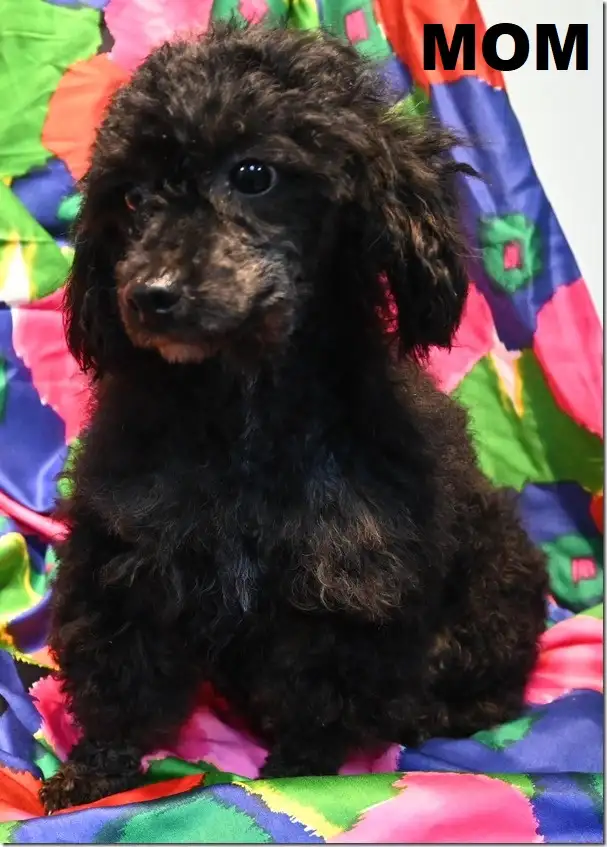 TINY TOY TEDDY BEAR POODLE PUPPY - MALE - $1999.00 - Photo 9
