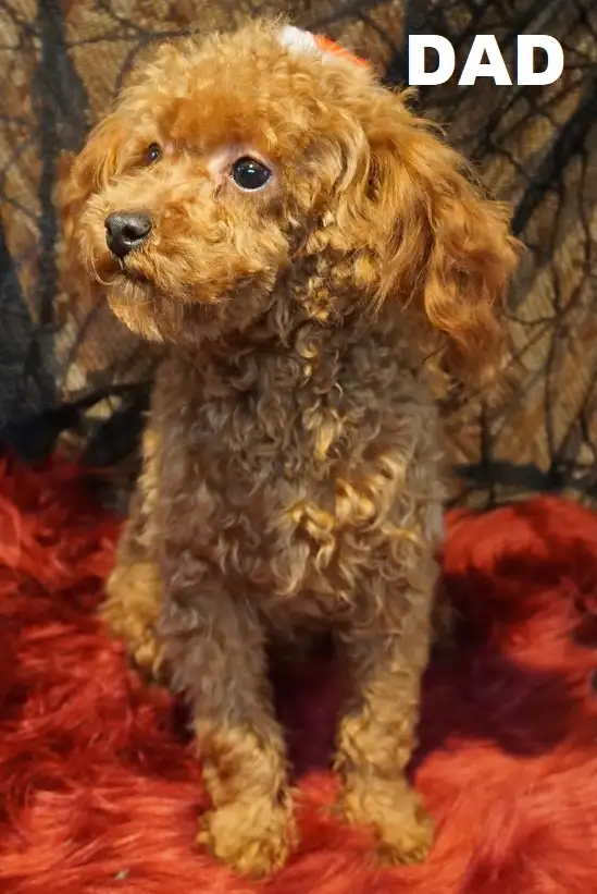 TINY TOY TEDDY BEAR POODLE PUPPY - MALE - $1999.00 - Photo 10