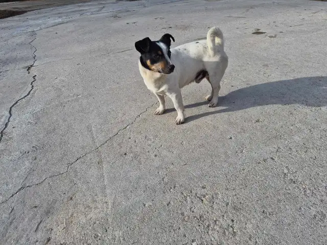 Jack Russell Terrier