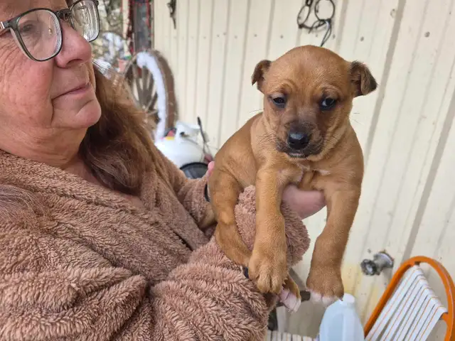 Jack Russell Terrier - Photo 2