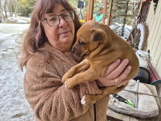 Jack Russell Terrier - Photo 3