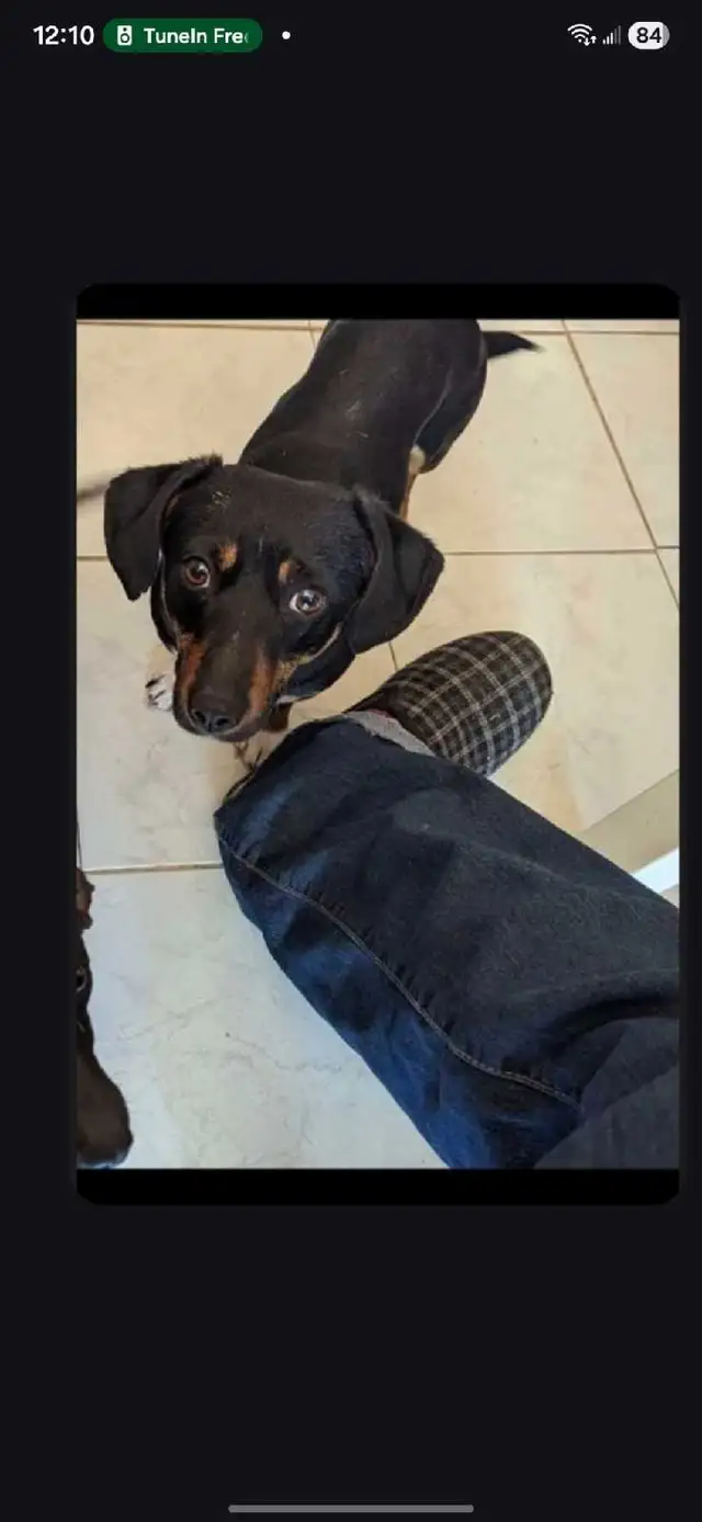 Jack Russell Terrier - Photo 4