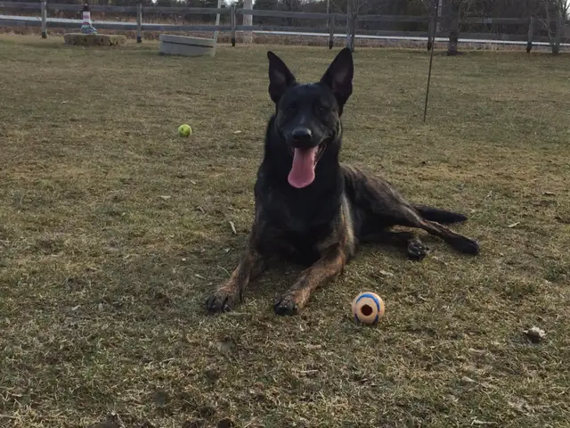 Dog Training Service