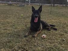 Dog Training Service