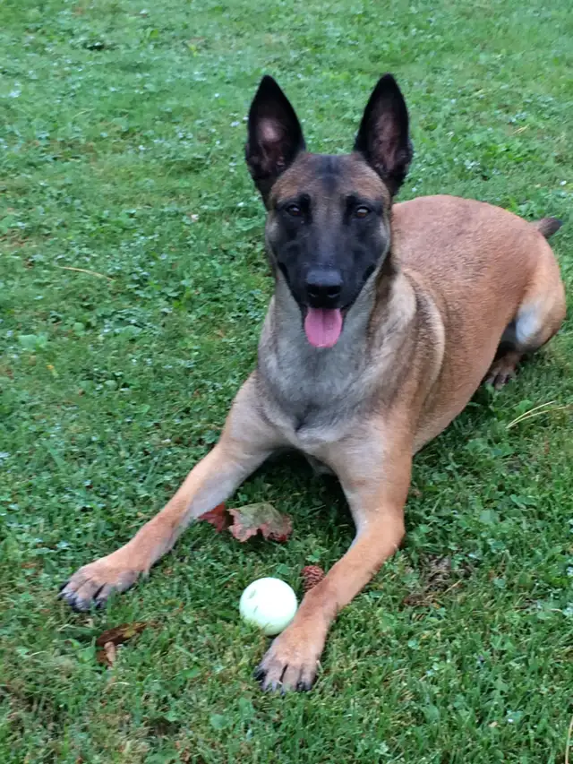 Dog Training Service - Photo 2