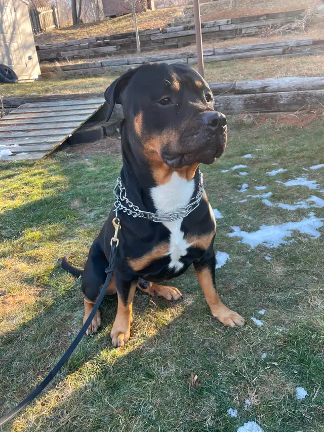 Dog Training Service - Photo 3